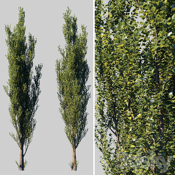 Pyramidal poplar \/ Populus pyramidalis 3DS Max - thumbnail 1