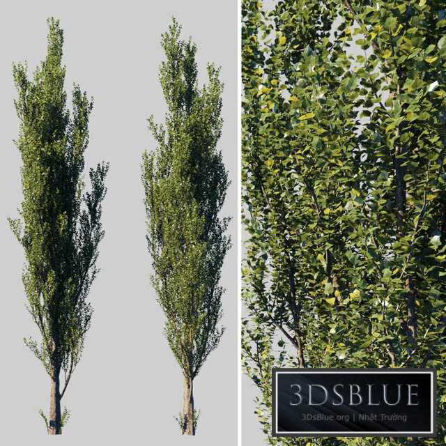 Pyramidal poplar \/ Populus pyramidalis 3DS Max - thumbnail 3