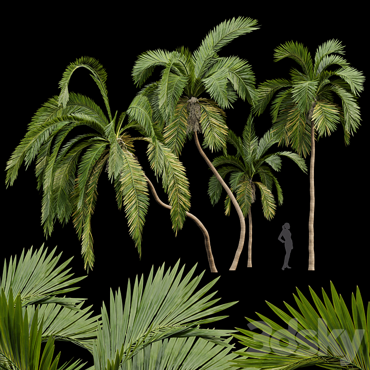 Queen Palm 4 Trees Syagrus Romanzoffiana 3DS Max - thumbnail 1