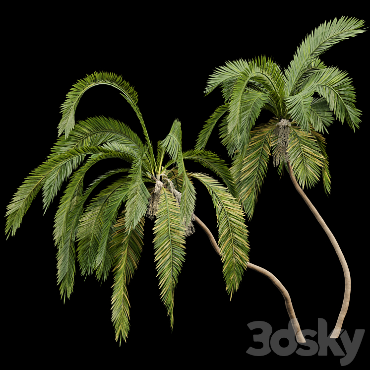 Queen Palm 4 Trees Syagrus Romanzoffiana 3DS Max - thumbnail 2