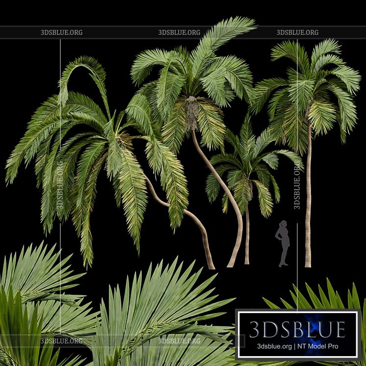 Queen Palm 4 Trees Syagrus Romanzoffiana 3DS Max - thumbnail 3