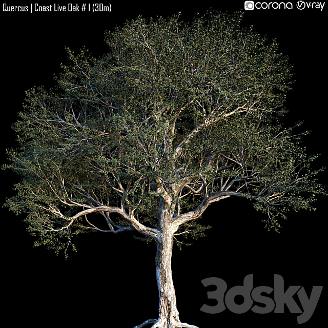 Quercus | Coast Live Oak # 1 (30m) 3DSMax File - thumbnail 1