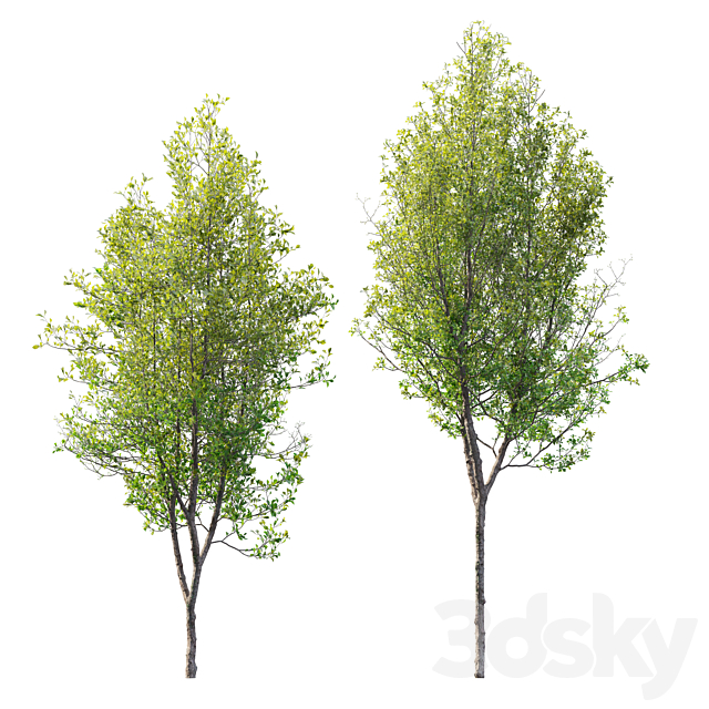 Quercus robur 3DS Max Model - thumbnail 2