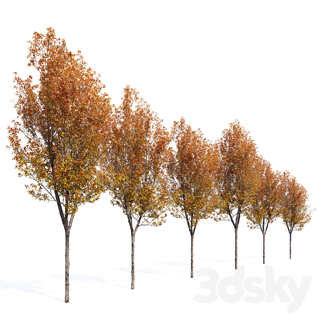 Quercus robur 3DS Max Model - thumbnail 3