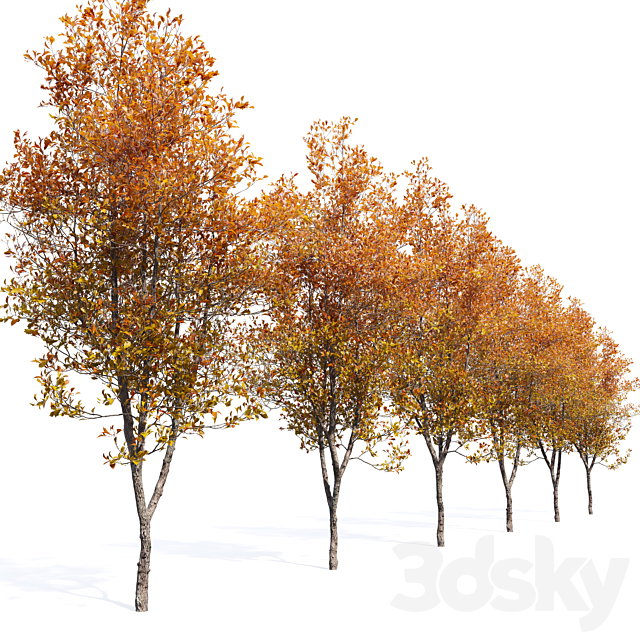 Quercus robur 3DS Max Model - thumbnail 4