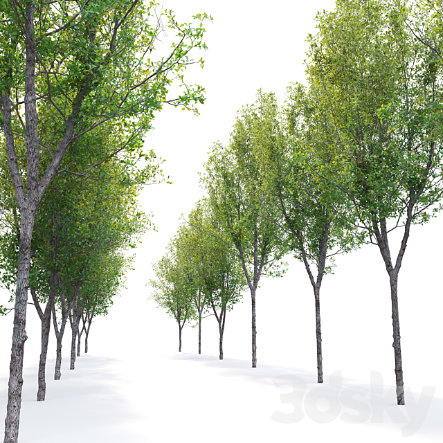 Quercus robur 3DS Max Model - thumbnail 5