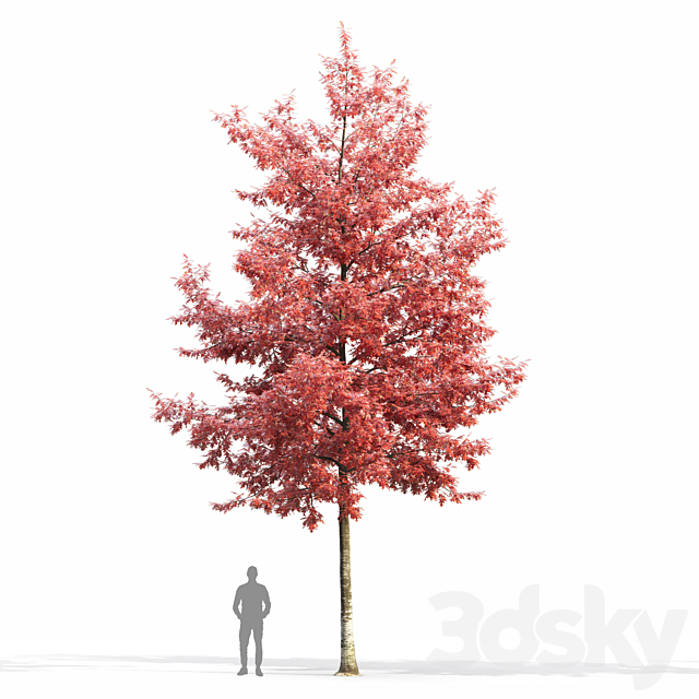 Quercus Rubra 3DS Max Model - thumbnail 2