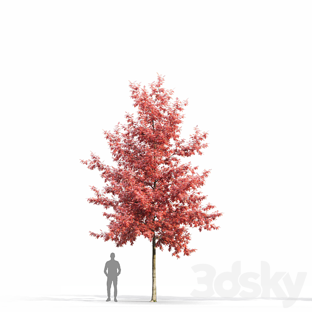 Quercus Rubra 3DS Max Model - thumbnail 3