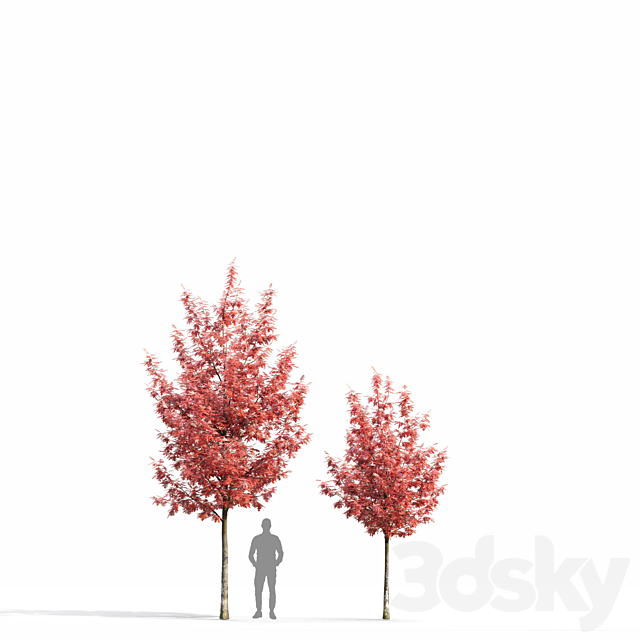 Quercus Rubra 3DS Max Model - thumbnail 4