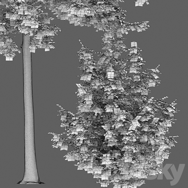 Quercus Rubra 3DS Max Model - thumbnail 7