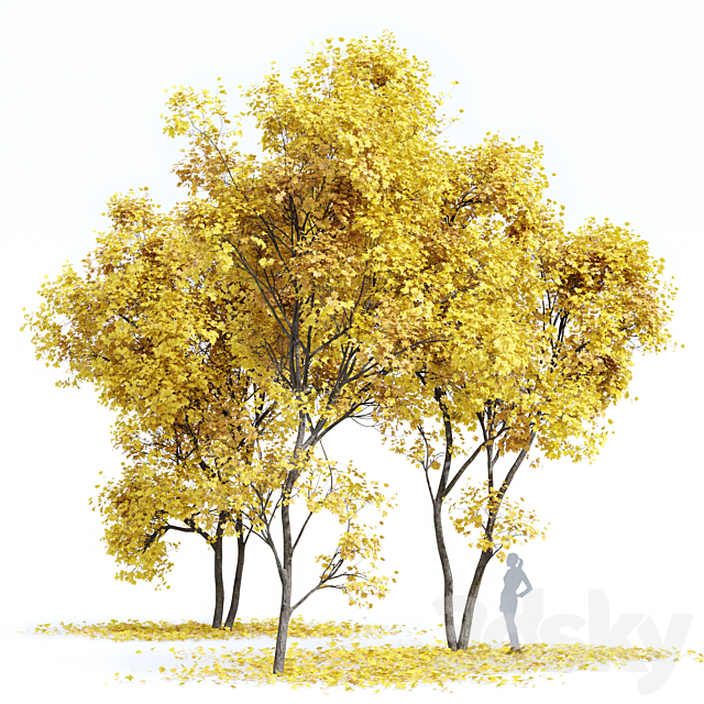 Real Tree Acer Saccharinum Fall 3ds Max - thumbnail 1