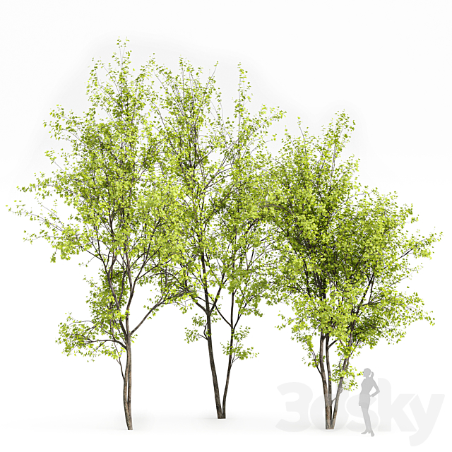 Real Tree Acer Saccharinum Spring 3ds Max - thumbnail 1