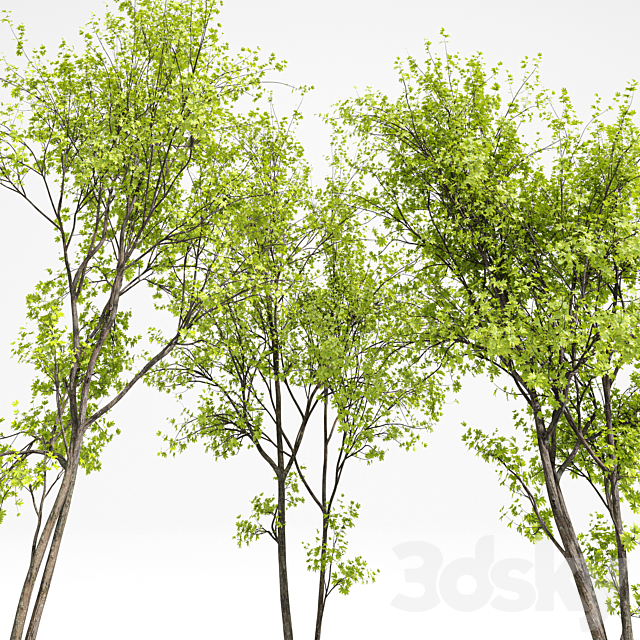 Real Tree Acer Saccharinum Spring 3ds Max - thumbnail 2