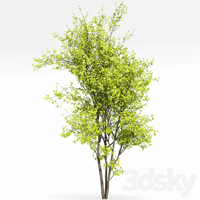 Real Tree Acer Saccharinum Spring 3ds Max - thumbnail 3