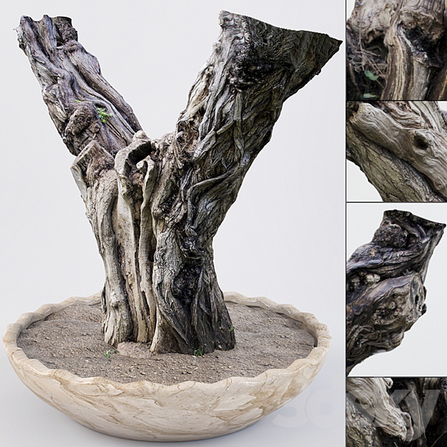 Realistic Old Tree 3ds Max - thumbnail 1