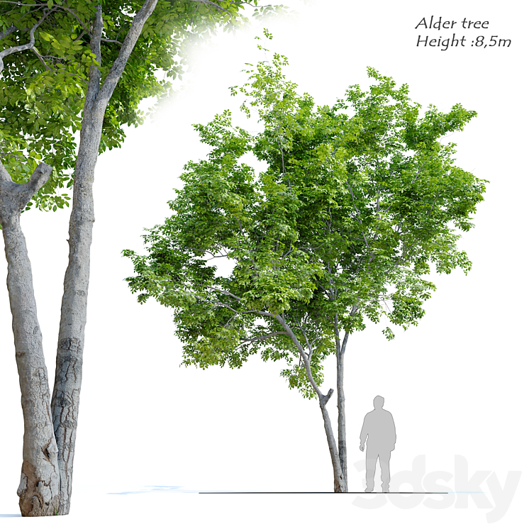 Red Alder (Alnus rubra) 3DS Max - thumbnail 1