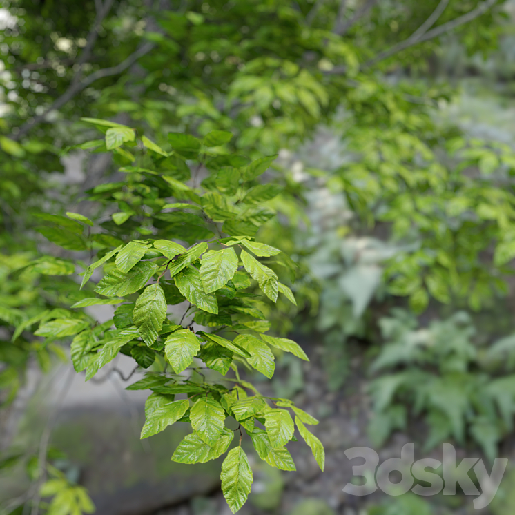 Red Alder (Alnus rubra) 3DS Max - thumbnail 2