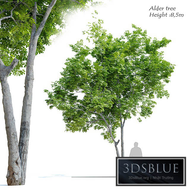 Red Alder (Alnus rubra) 3DS Max - thumbnail 3