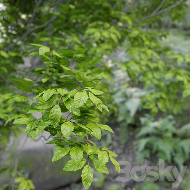 Red Alder (Alnus rubra) 3DSMax File - thumbnail 2