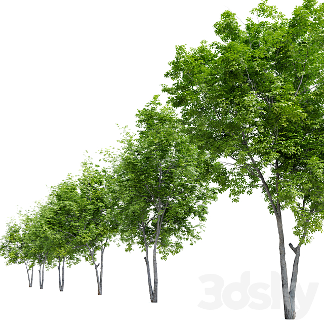 Red Alder (Alnus rubra) 3DSMax File - thumbnail 3