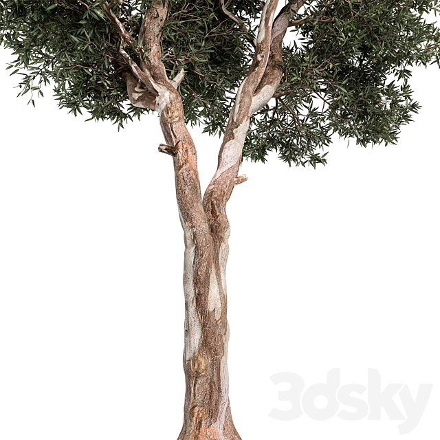 RedGum Tree – Tree Set 175 3DS Max Model - thumbnail 2