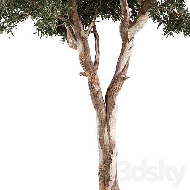 RedGum Tree – Tree Set 175 3DS Max Model - thumbnail 4