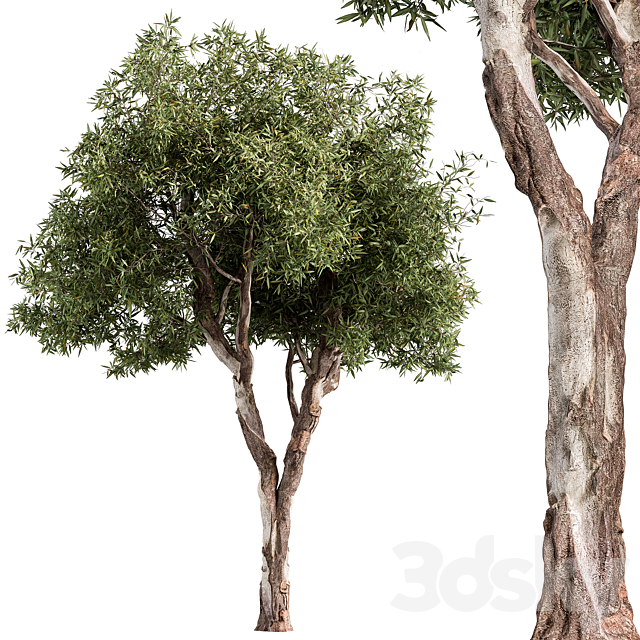 RedGum Tree – Tree Set 216 3ds Max - thumbnail 1