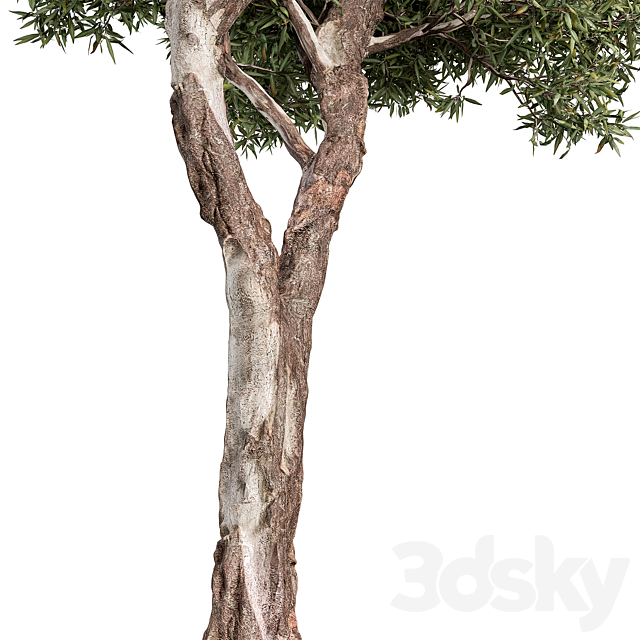 RedGum Tree – Tree Set 216 3ds Max - thumbnail 3