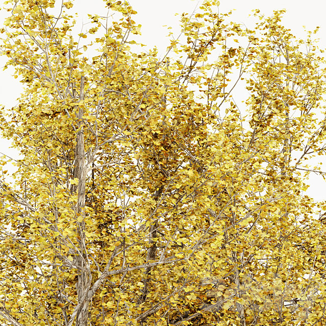 River Birch fall 5 TREE 3DS Max Model - thumbnail 2