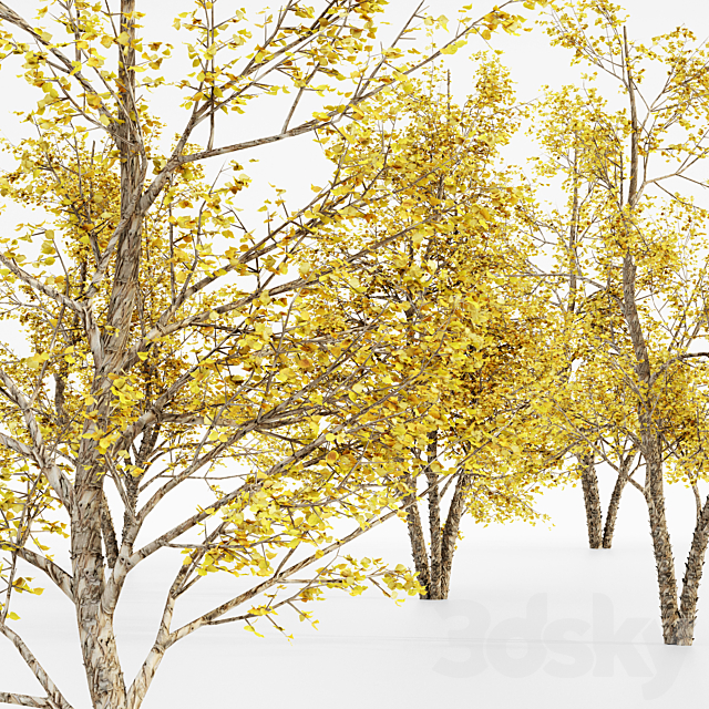 River Birch fall 5 TREE 3DS Max Model - thumbnail 3