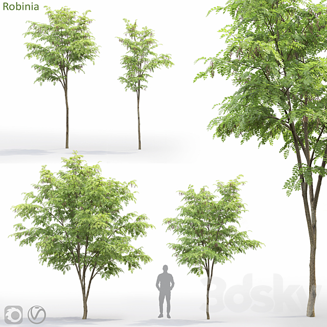 Robinia 3ds Max - thumbnail 1