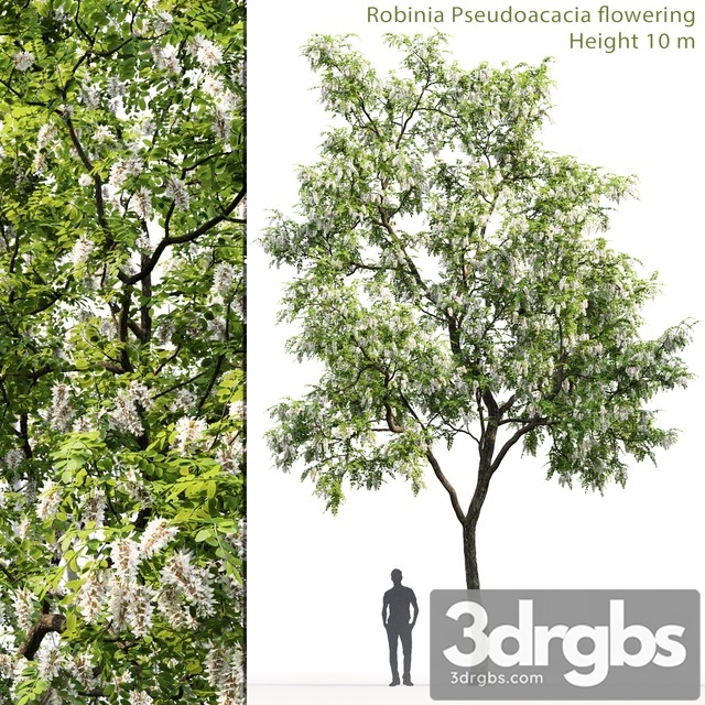 Robinia 3dsmax Download - thumbnail 1