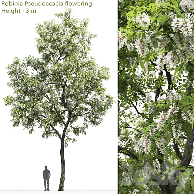 Robinia 3DSMax File - thumbnail 1