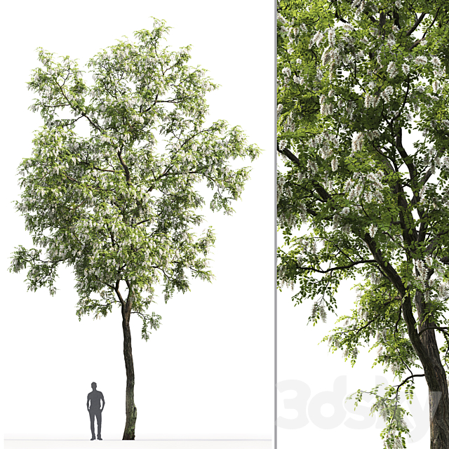 Robinia 3DSMax File - thumbnail 2