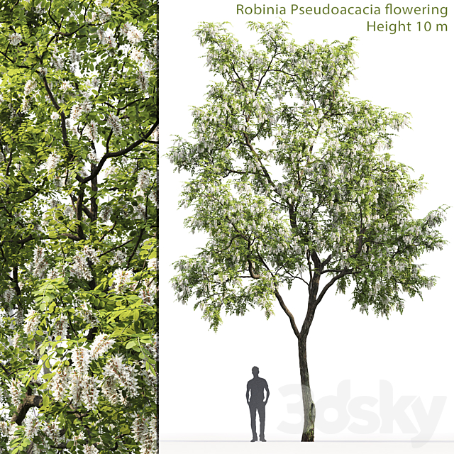 Robinia 3DSMax File - thumbnail 1