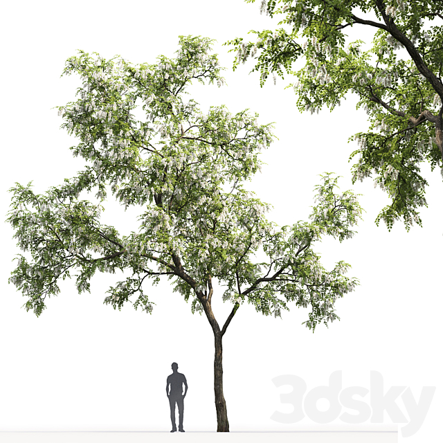 Robinia 3DSMax File - thumbnail 2