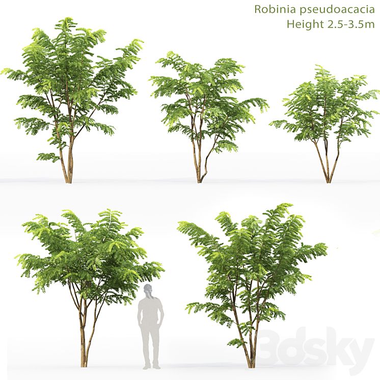 Robinia Pceudoacacia 3DS Max - thumbnail 1