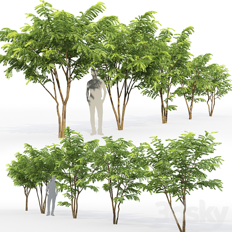 Robinia Pceudoacacia 3DS Max - thumbnail 2