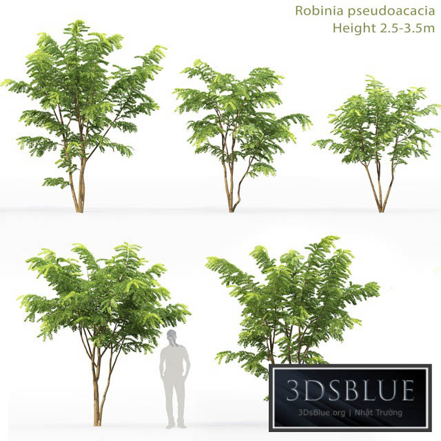 Robinia Pceudoacacia 3DS Max - thumbnail 3