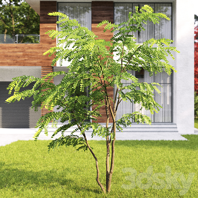 Robinia Pceudoacacia 3DSMax File - thumbnail 3