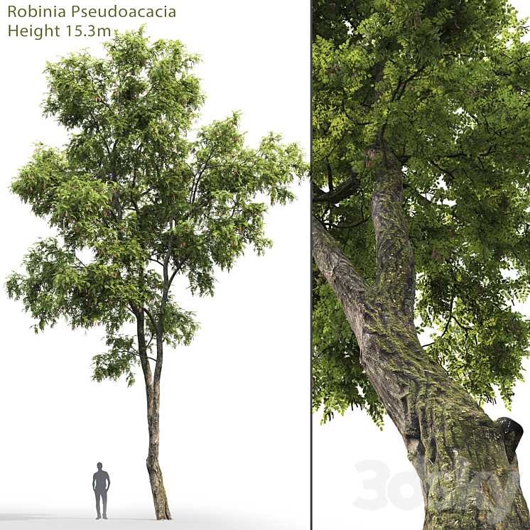 Robinia Pseudoacacia 3DS Max - thumbnail 1