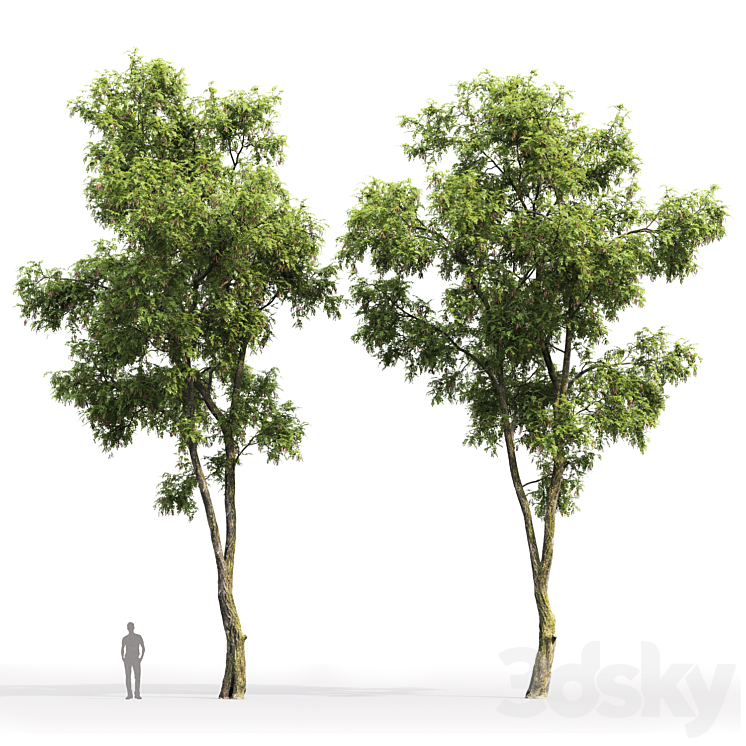 Robinia Pseudoacacia 3DS Max - thumbnail 2