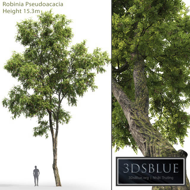 Robinia Pseudoacacia 3DS Max - thumbnail 3