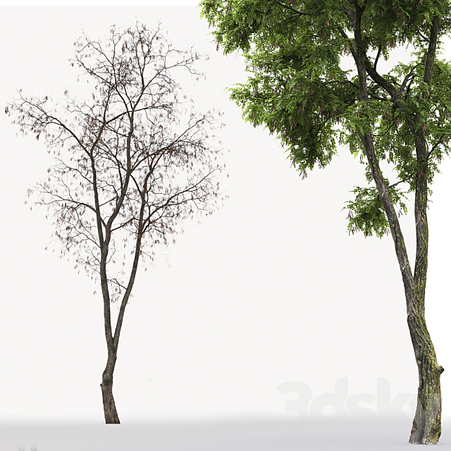 Robinia Pseudoacacia 3DSMax File - thumbnail 3