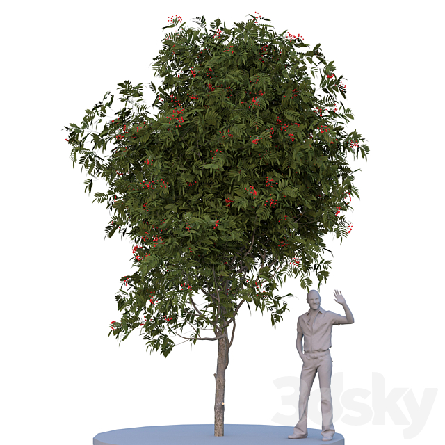 Rowan tree. Summer autumn 3DSMax File - thumbnail 1