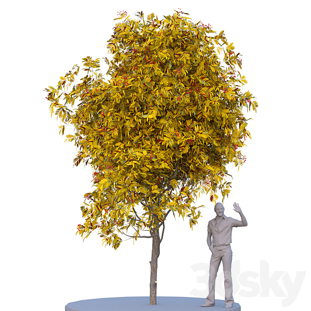 Rowan tree. Summer autumn 3DSMax File - thumbnail 2