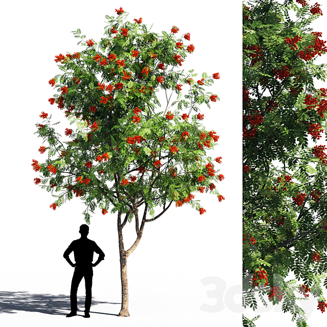 Rowanberries 5 3ds Max - thumbnail 1