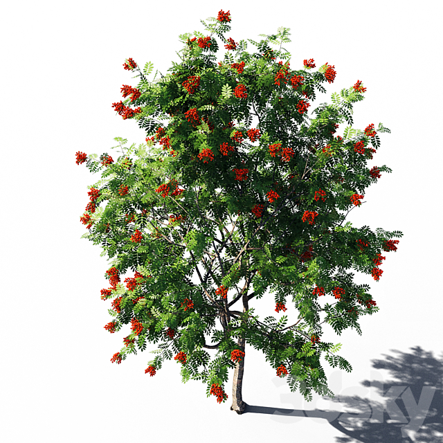 Rowanberries 5 3ds Max - thumbnail 3