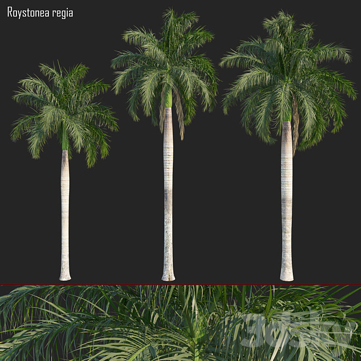 Roystonea regia_01 3DS Max Model - thumbnail 1