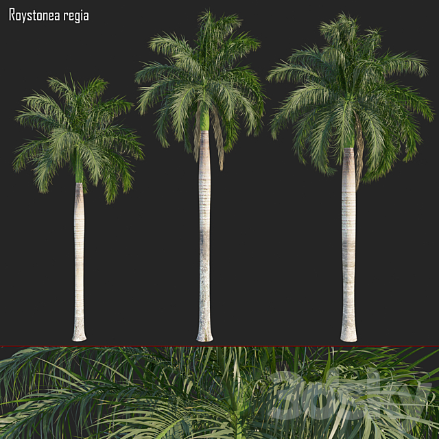 Roystonea regia_01 3DS Max Model - thumbnail 1